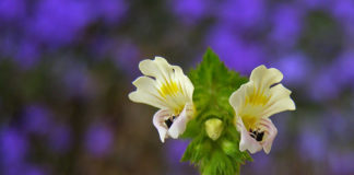 O spryskiwaniu roślin