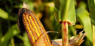 Kukurydza