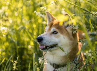 Kiedy kupić Shiba Inu?