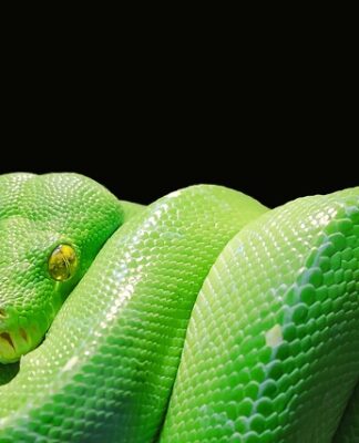 Jak uruchomić kod w Python?