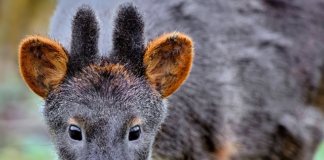 Jakie są zagrożenia sztucznej inteligencji?