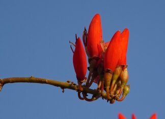 Co to jest zmienna decyzyjna?