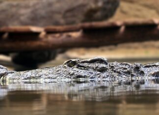 Na czym polega zasada 7W?