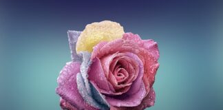 Czym różni się plan wynikowy od rozkładu materiału?