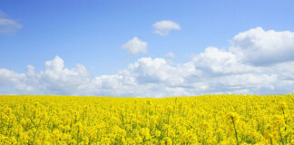 maszyny do zbioru cebuli