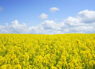 maszyny do zbioru cebuli