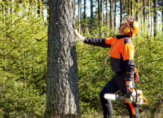 Wycinka drzew — kiedy to konieczne? Objawy, które wskazują, że drzewo zagraża bezpieczeństwu Wycinka drzew