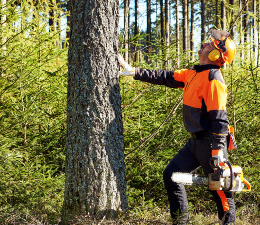 Wycinka drzew — kiedy to konieczne? Objawy, które wskazują, że drzewo zagraża bezpieczeństwu Wycinka drzew